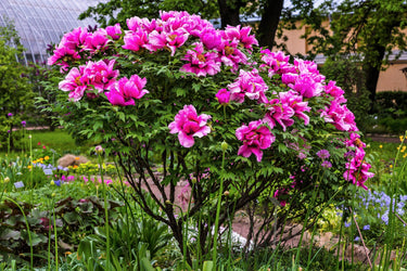 10 TREE PEONY Mountain Paeony Paeonia Suffruticosa Arborea Mixed Colors Red Pink White Purple Yellow Bicolor Flower Shrub Seeds
